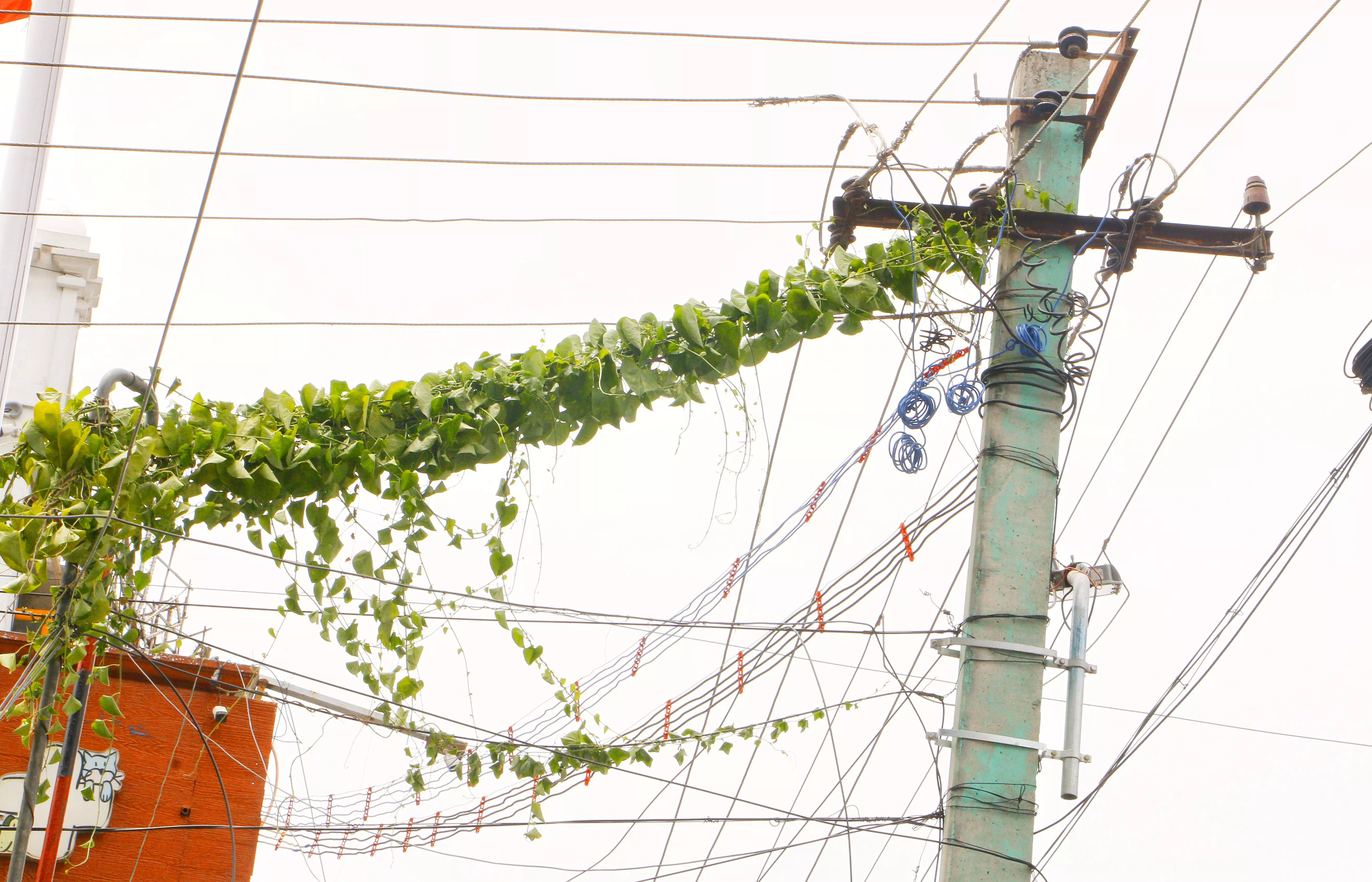 செடி, கொடிகளை அகற்ற வேண்டும் செடி, கொடிகளை அகற்ற வேண்டும்