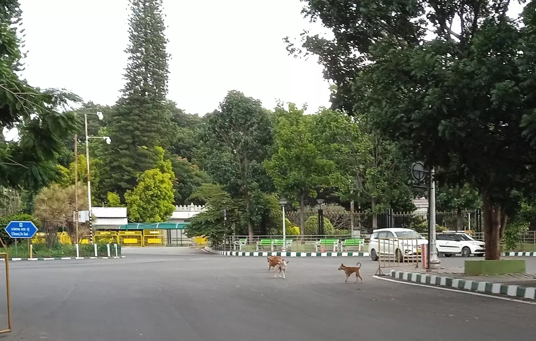 தெருநாய்கள் தொல்லையால் வாகன ஓட்டிகள் அவதி தெருநாய்கள் தொல்லையால் வாகன ஓட்டிகள் அவதி