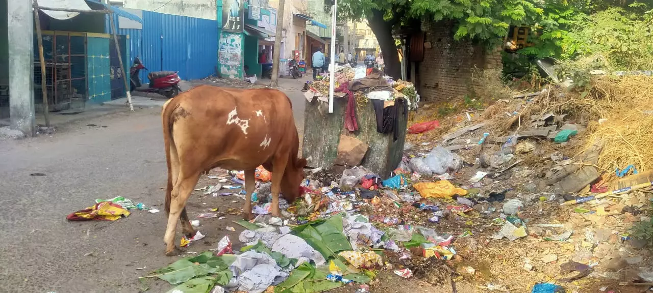 குப்பைகளால் அலங்கோலம்