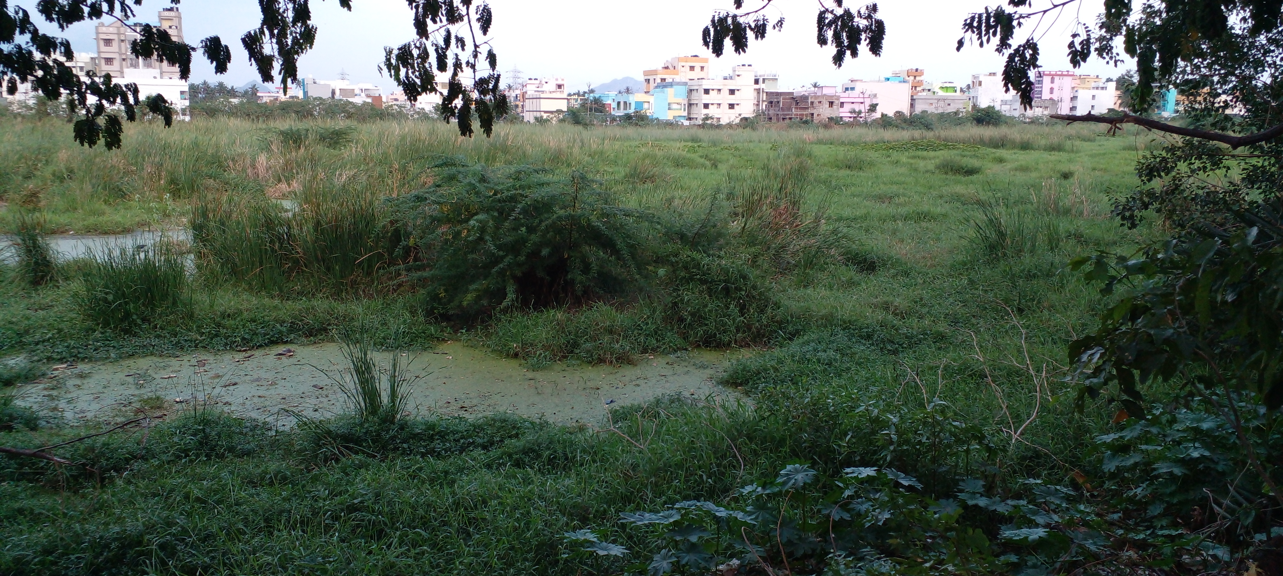 குளம் தூர்வார வேண்டும் குளம் தூர்வார வேண்டும்