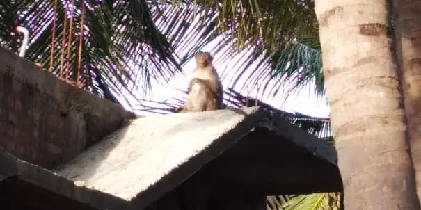 குரங்குகள் தொல்லை குரங்குகள் தொல்லை