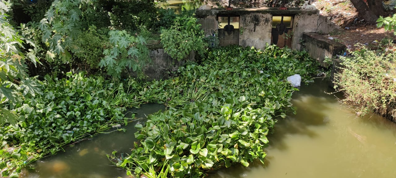 ஆகாயத்தாமரைகள் அகற்றப்படுமா?