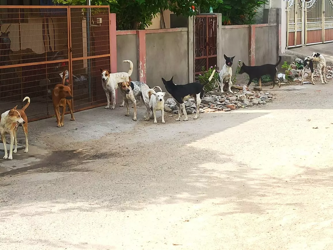 ஆக்ரோஷமாக திரியும் தெருநாய்கள்