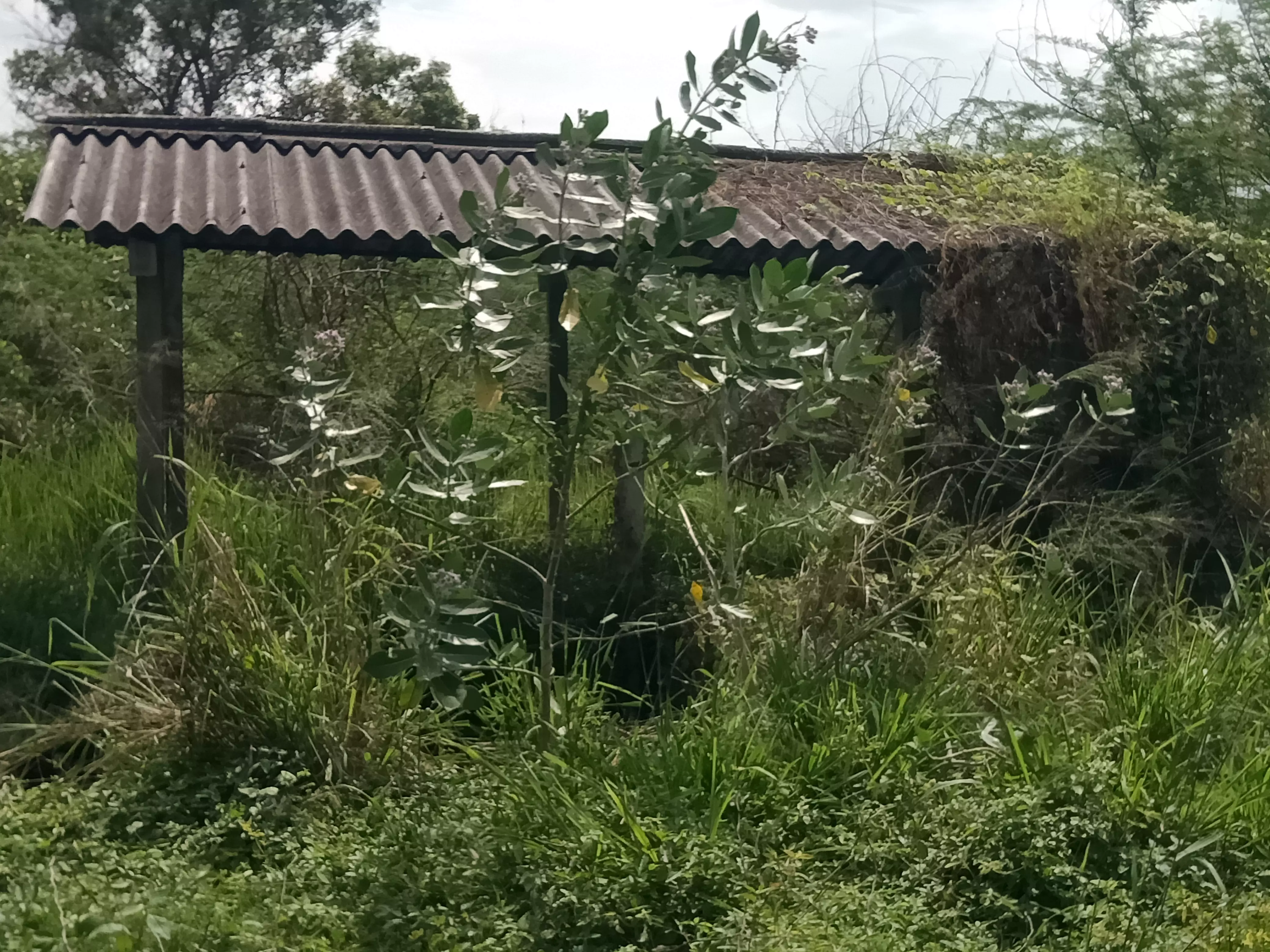 செடி-கொடிகள் முளைத்துள்ள சுடுகாடு செடி-கொடிகள் முளைத்துள்ள சுடுகாடு