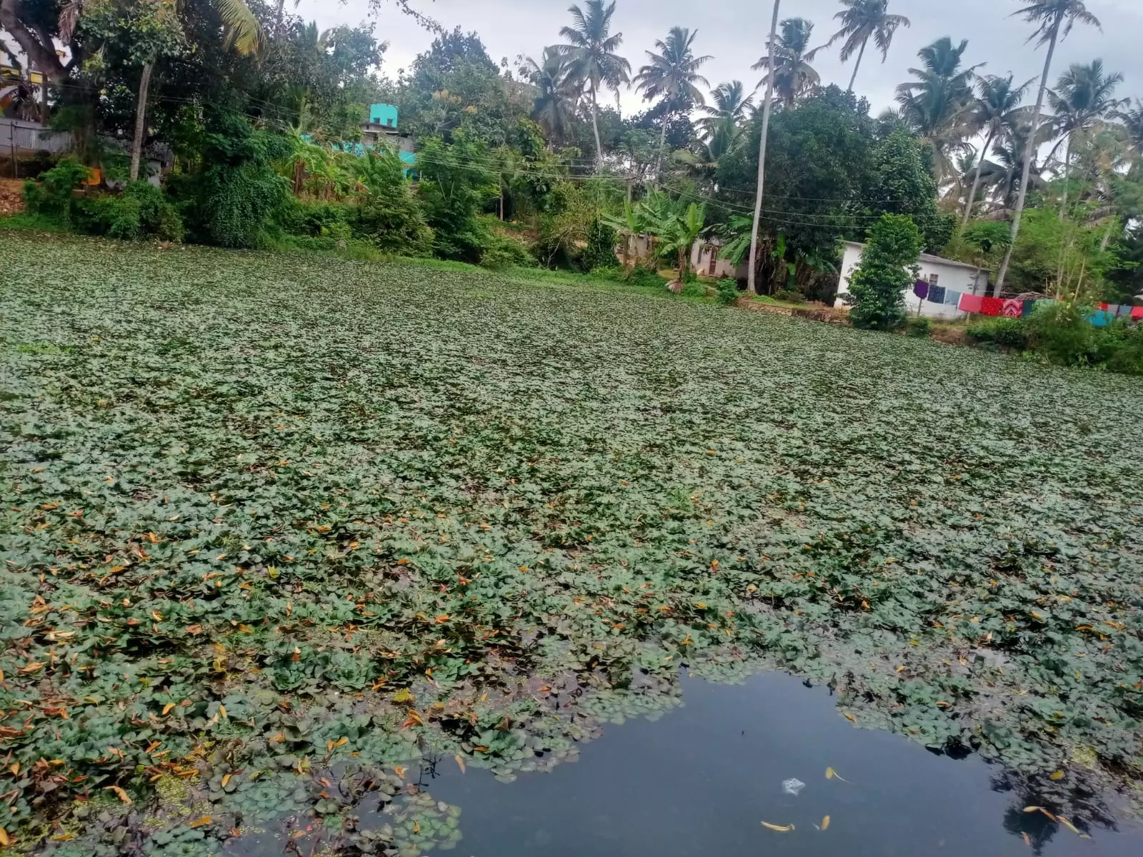 குளத்தை தூர்வார வேண்டும்