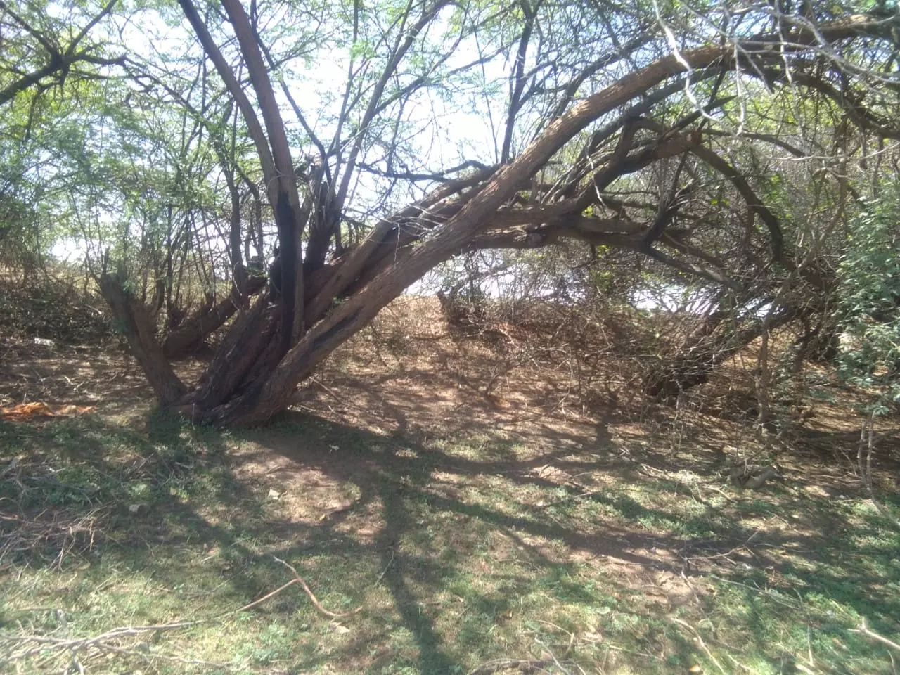 கருவேல மரங்கள் அகற்றப்படுமா?