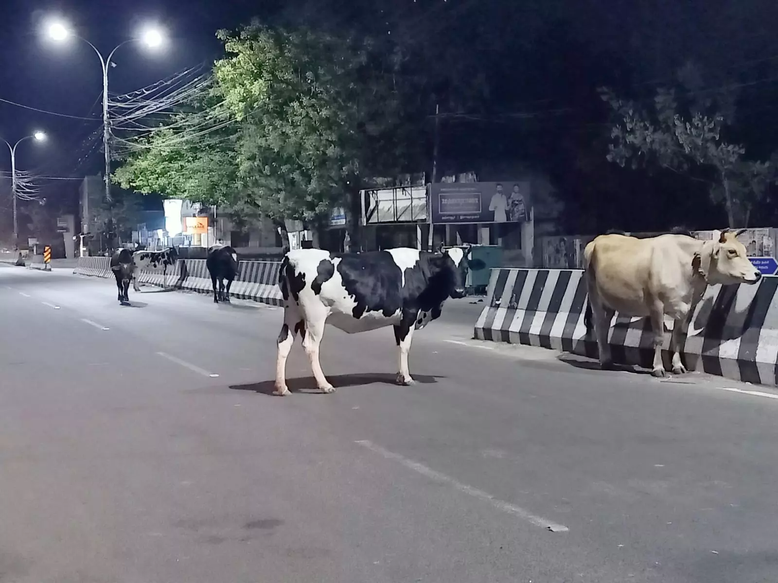 சாலையில் சுற்றித்திரியும் மாடுகள்