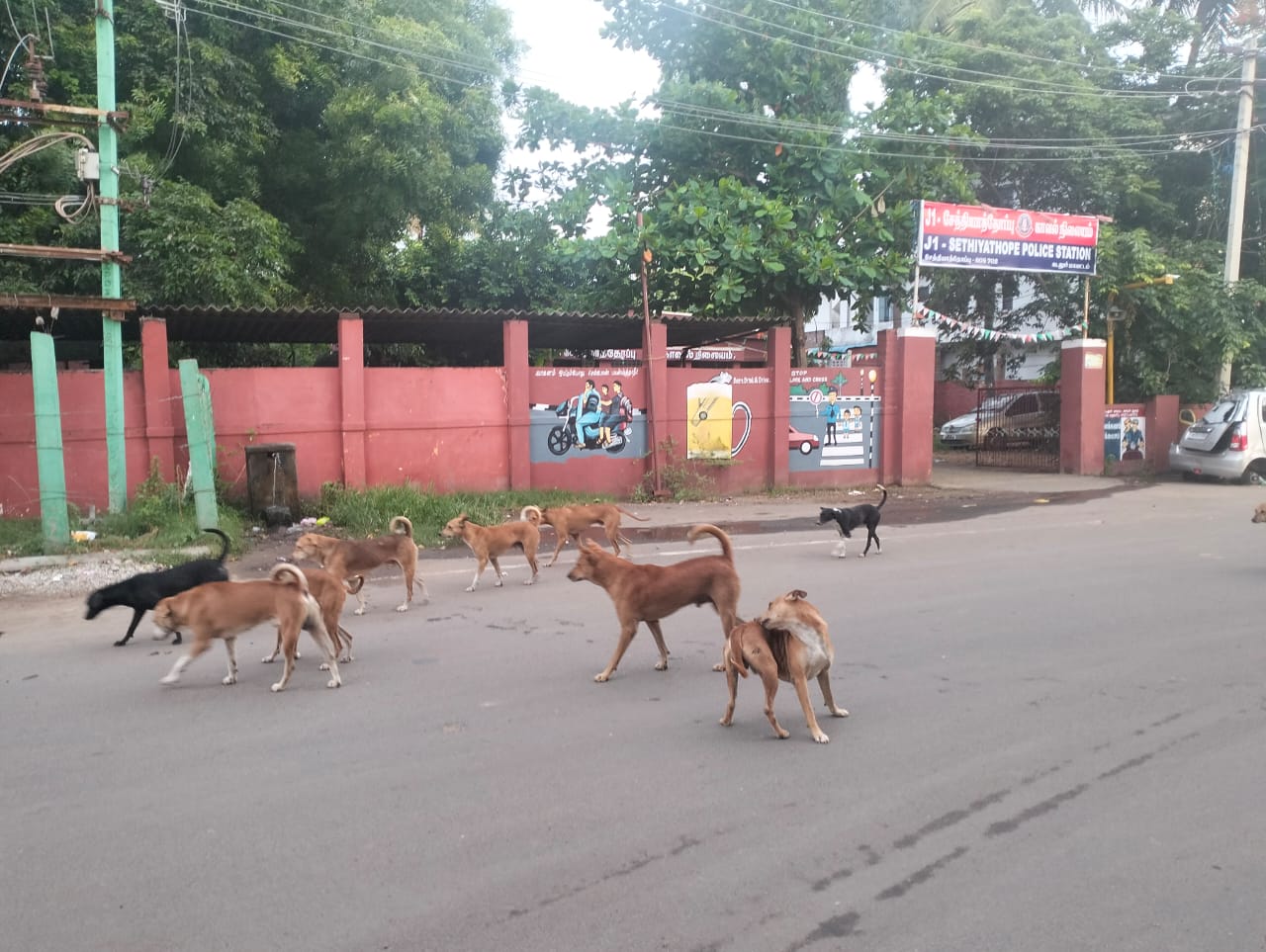 நாய்கள் தொல்லை