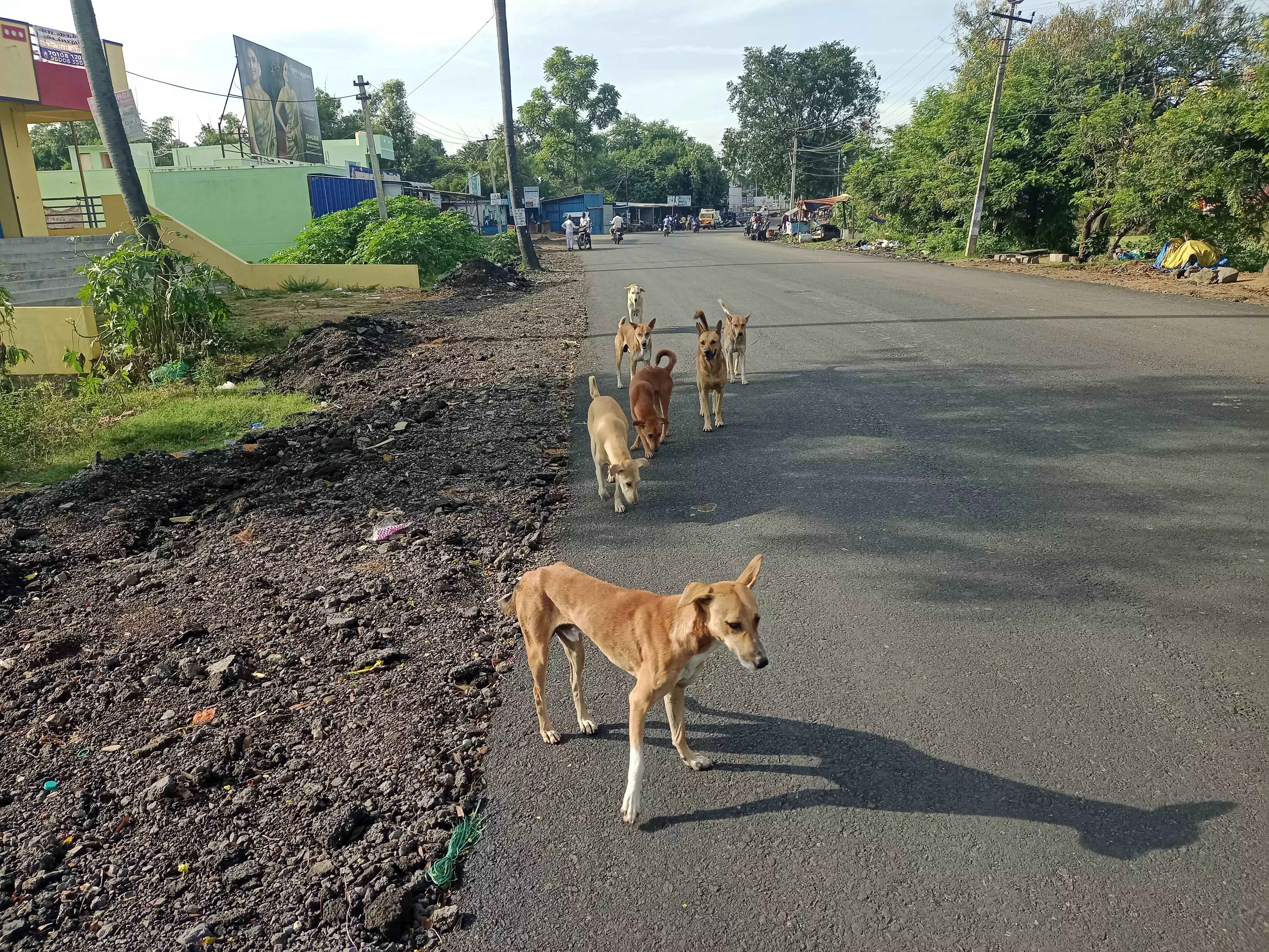 தெருநாய்களால் விபத்து