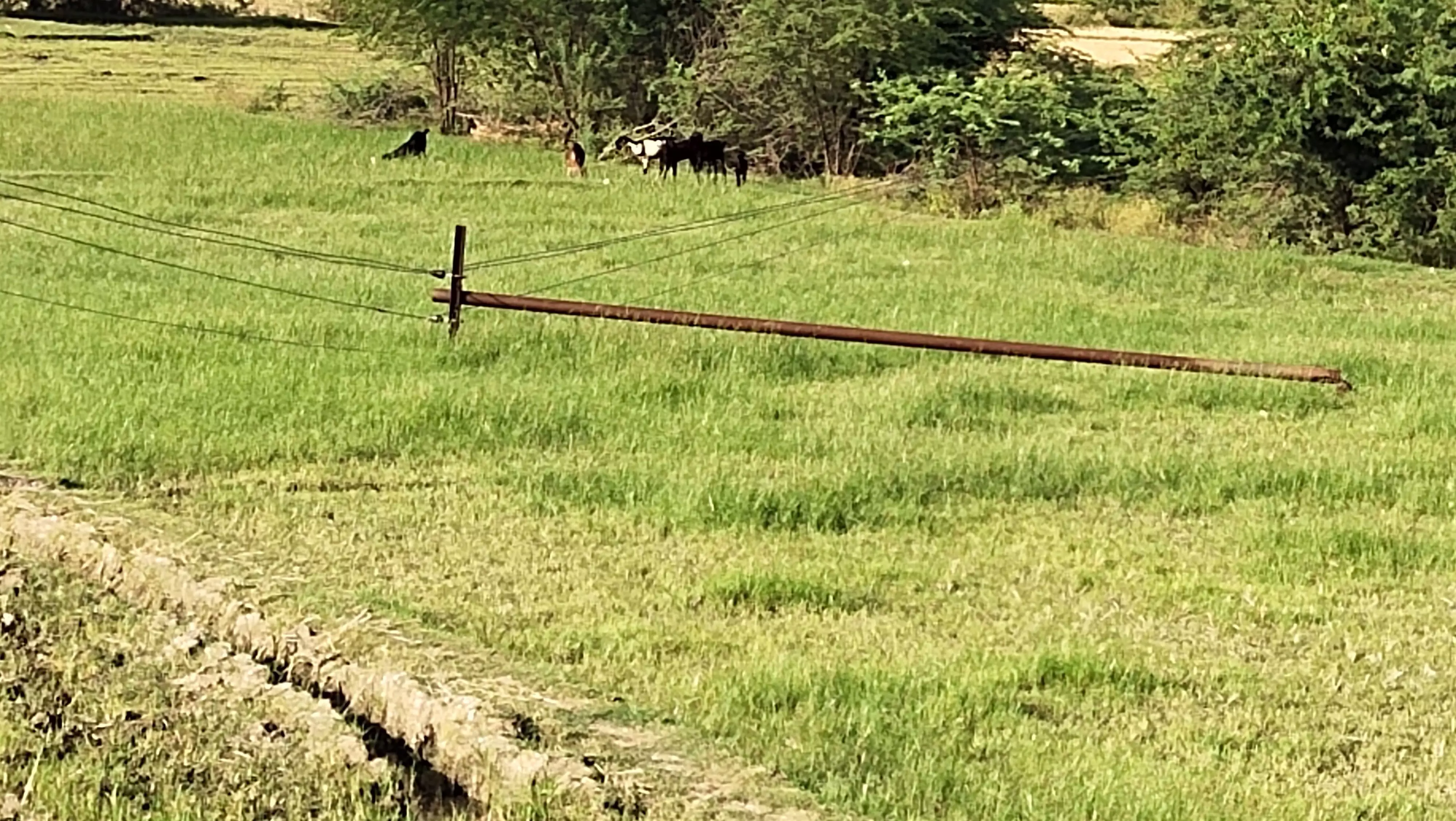 விழுந்து கிடக்கும் மின்கம்பங்களை அகற்ற வேண்டும்