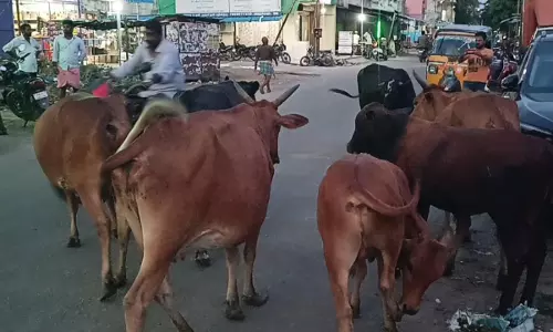 மாடுகளால் இடையூறு