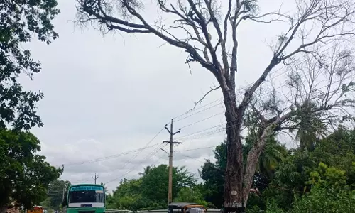 ஆபத்தான புளியமரம்