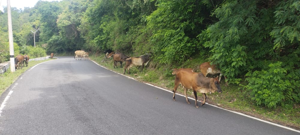 மலைப்பாதையில் கால்நடைகள்