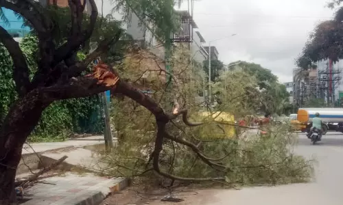 சாலையில் முறிந்து கிடக்கும் மரக்கிளை சாலையில் முறிந்து கிடக்கும் மரக்கிளை