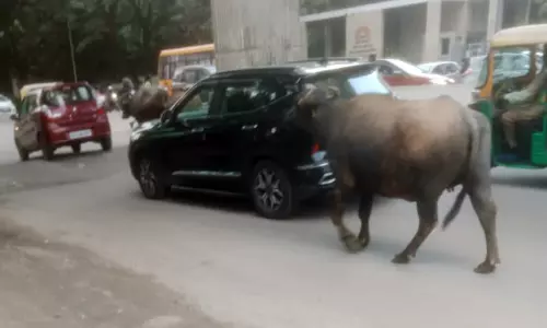 சாலையில் சுற்றித்திரியும் மாடுகள் சாலையில் சுற்றித்திரியும் மாடுகள்