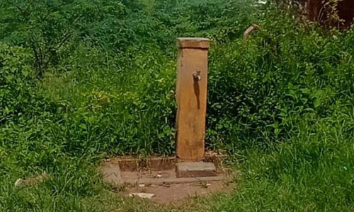 குடிநீர் குழாயை சூழ்ந்த செடி-கொடிகள்