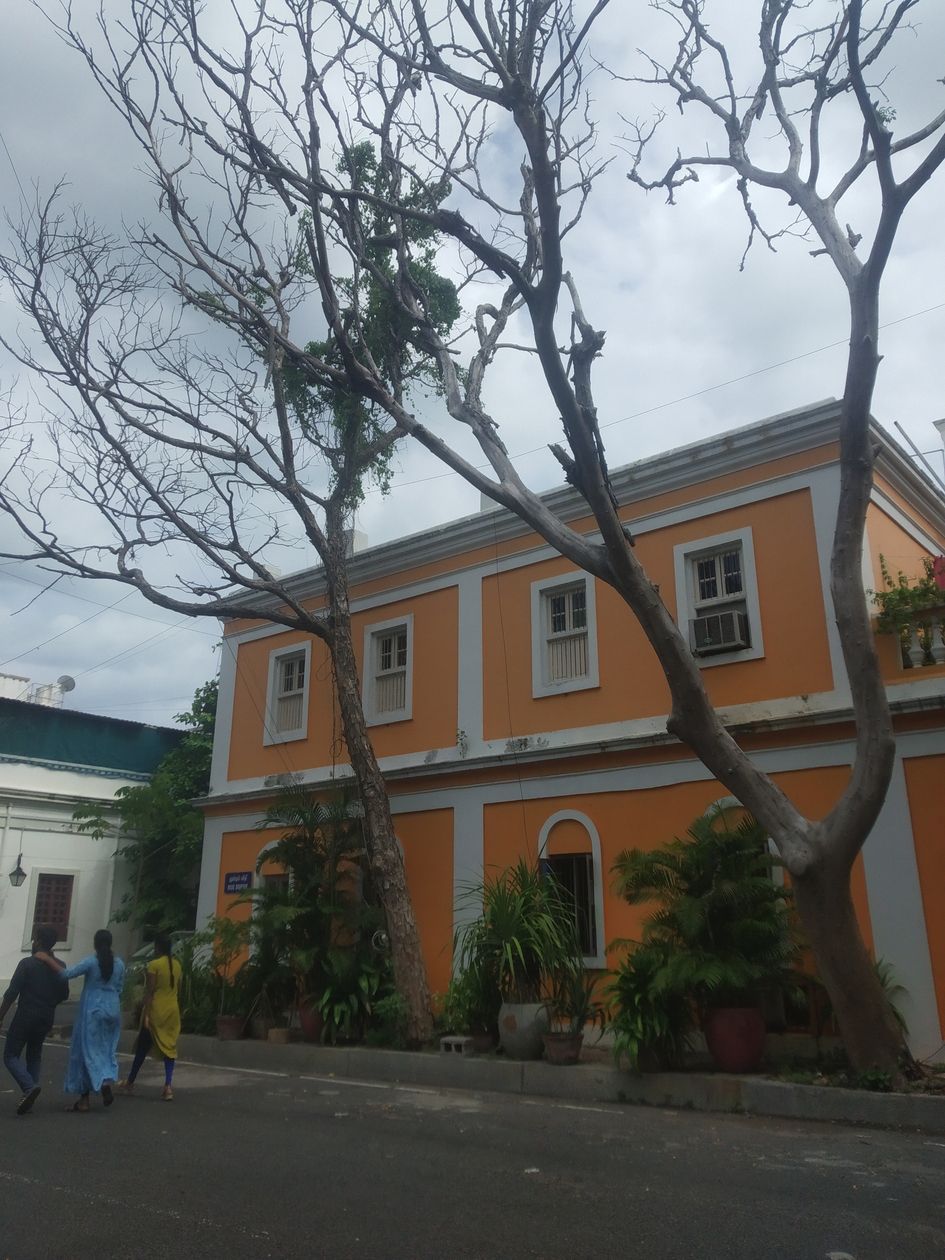 பட்டுபோன மரங்கள்