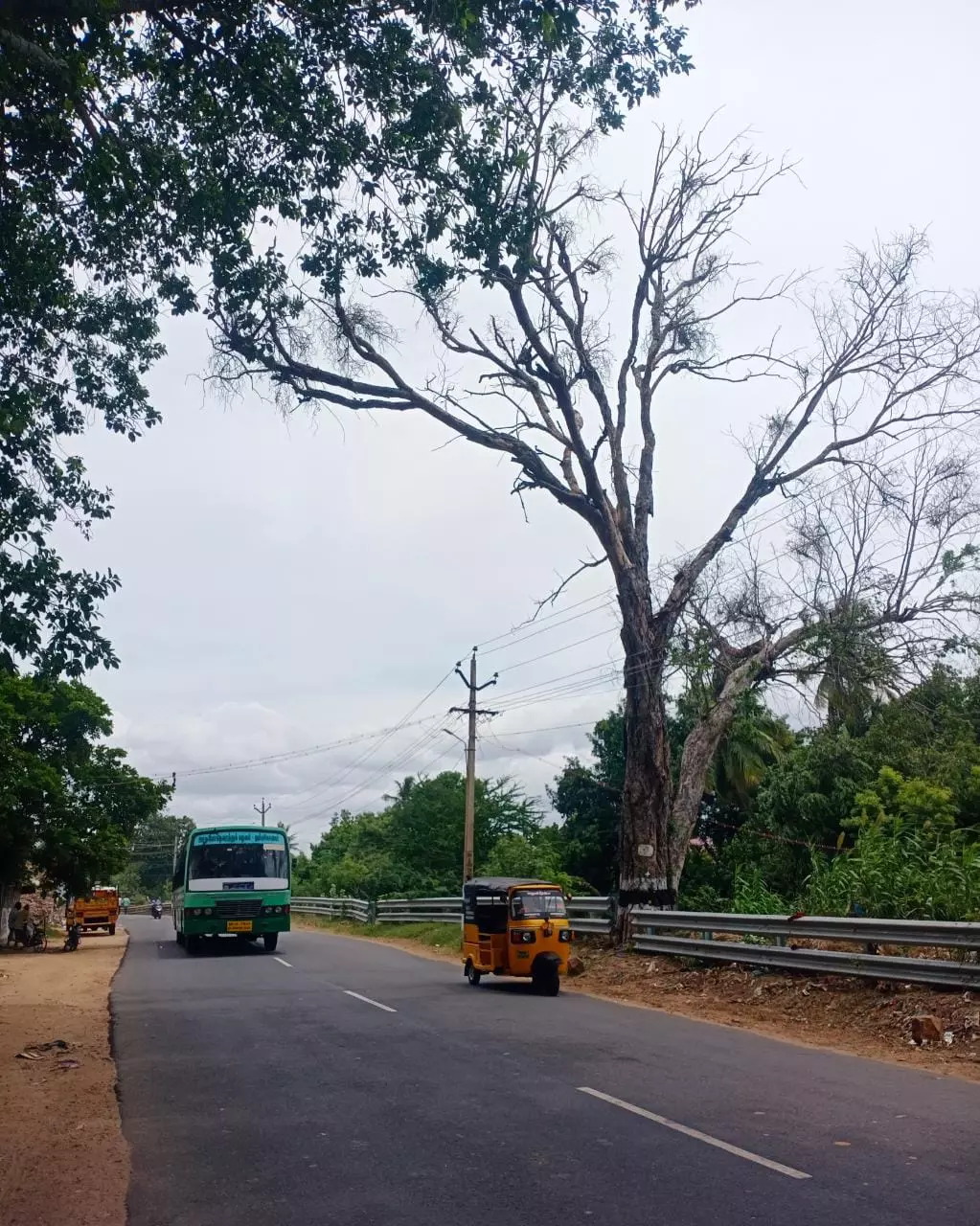 ஆபத்தான புளியமரம் ஆபத்தான புளியமரம்