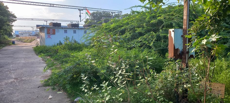 செடி, கொடிகள் ஆக்கிரமிப்பு