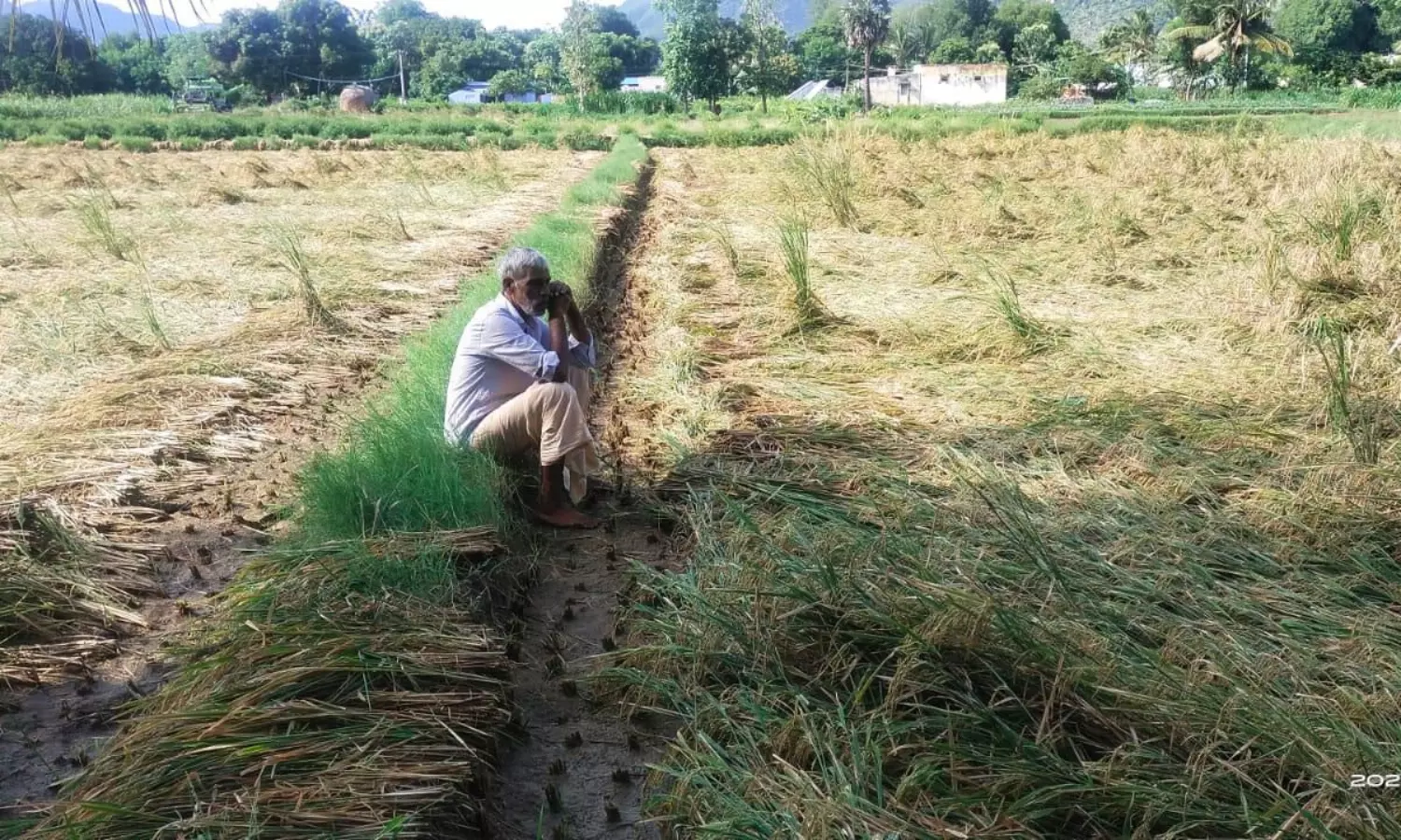 தொடர் மழையால் நெற்பயிர் சேதம் தொடர் மழையால் நெற்பயிர் சேதம்