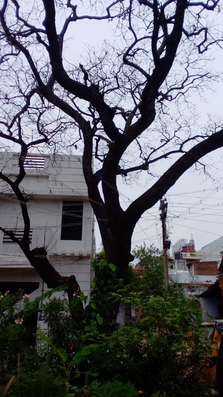 பட்ட மரம் அகற்றப்படுமா?