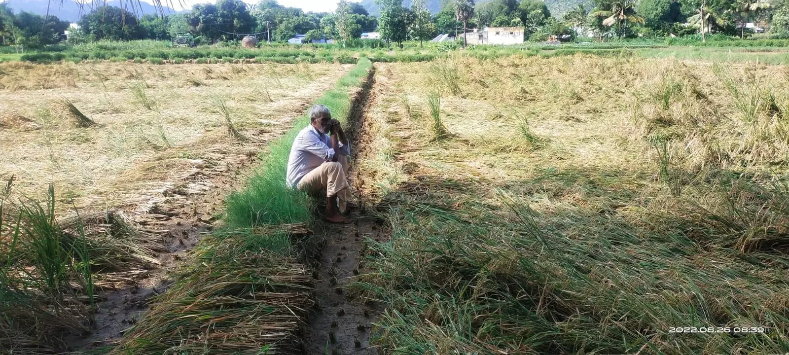 தொடர் மழையால் நெற்பயிர் சேதம்
