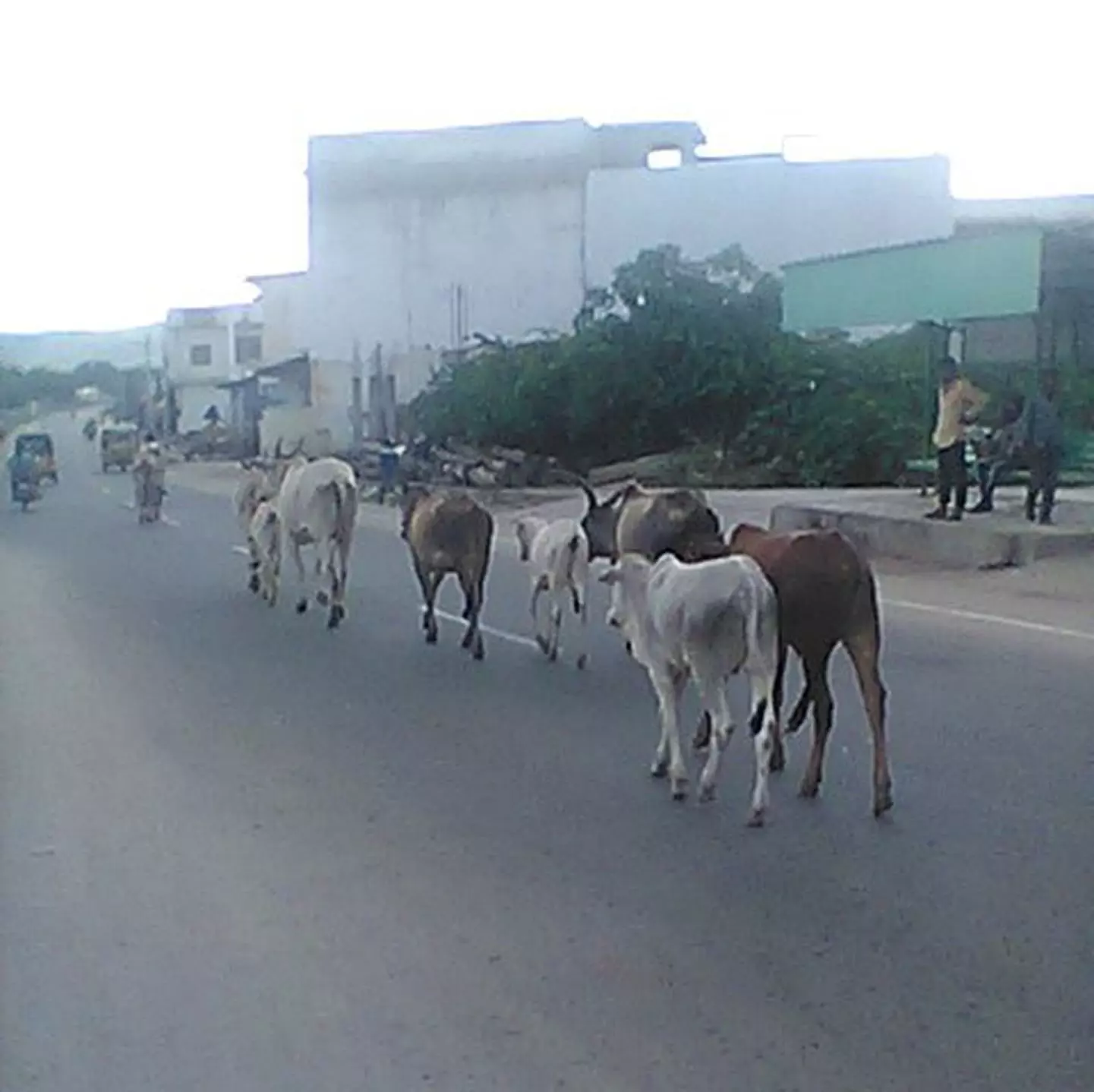 மாடுகள் தொல்லை