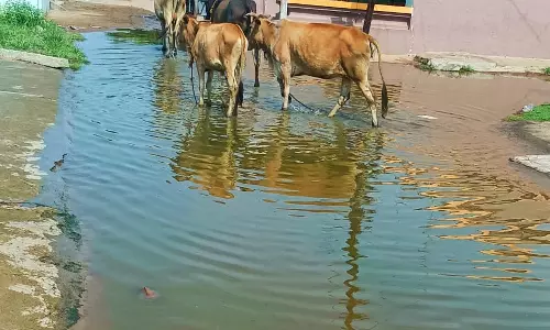 குளம் போல் தேங்கும் கழிவுநீர்