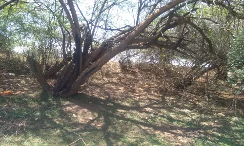 கருவேலமரங்கள் அகற்றப்படுமா?