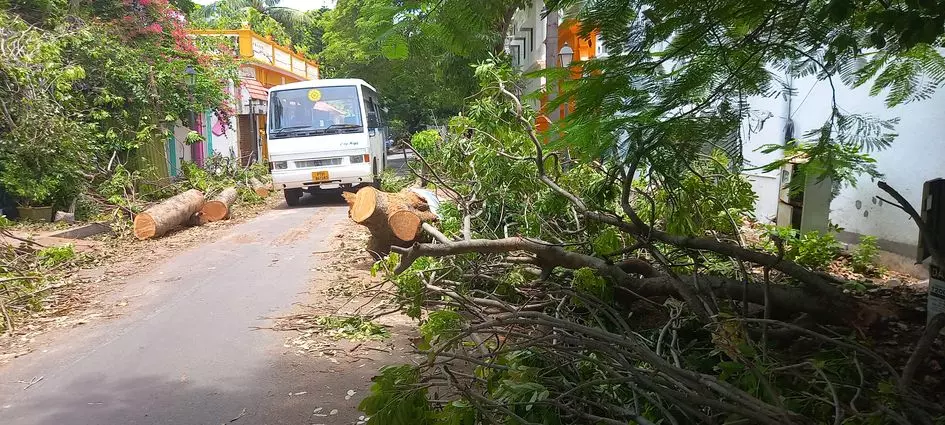 மரக்கிளைகள் அகற்றப்படுமா?