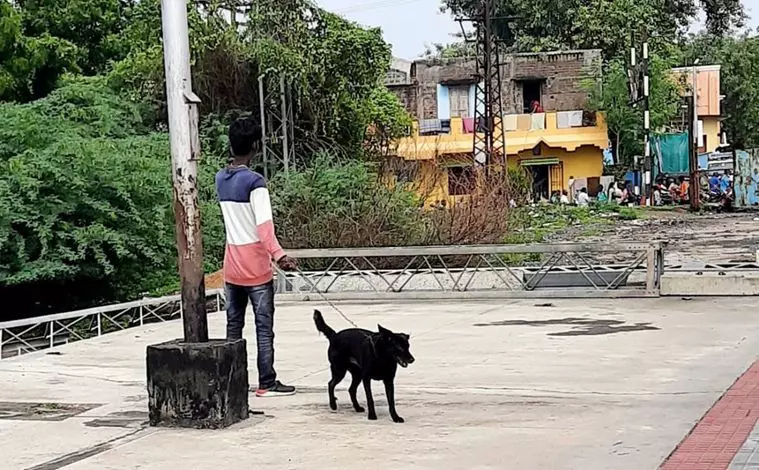 நாய்களின் கழிப்பறையான பிளாட்பாரம்