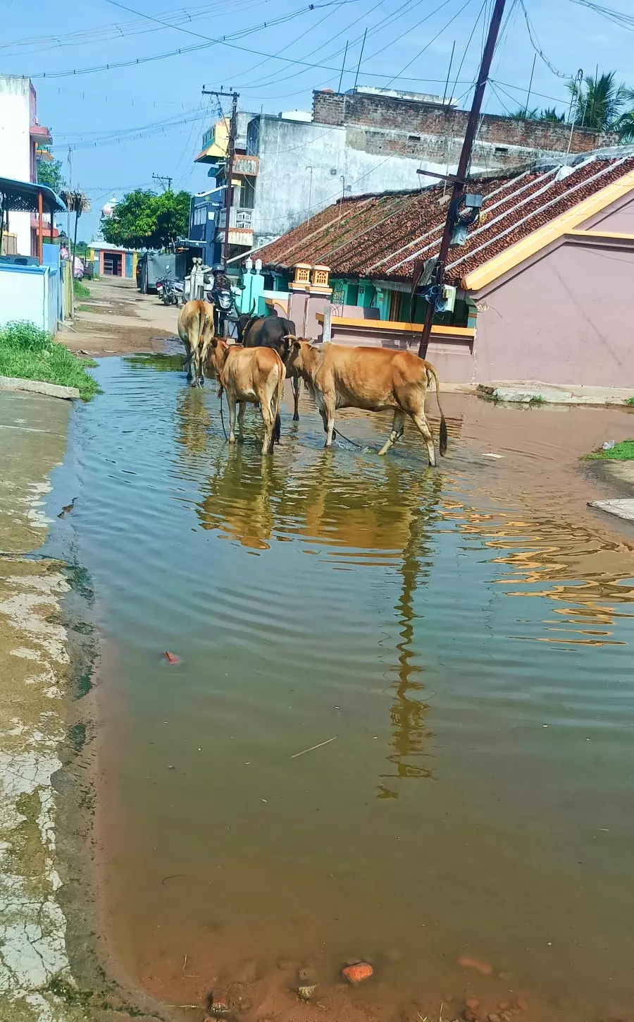 குளம் போல் தேங்கும் கழிவுநீர்