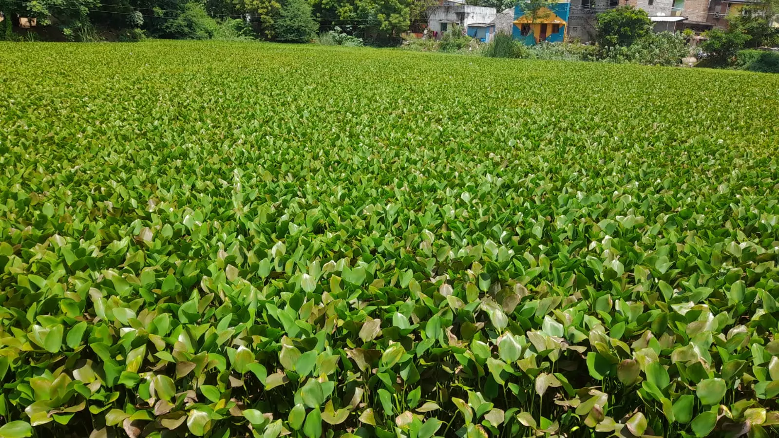 குளம் தூர்வாரப்படுமா?