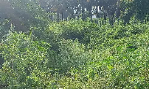 நீர்வரத்துக்கால்வாயை தூர்வார வேண்டும்