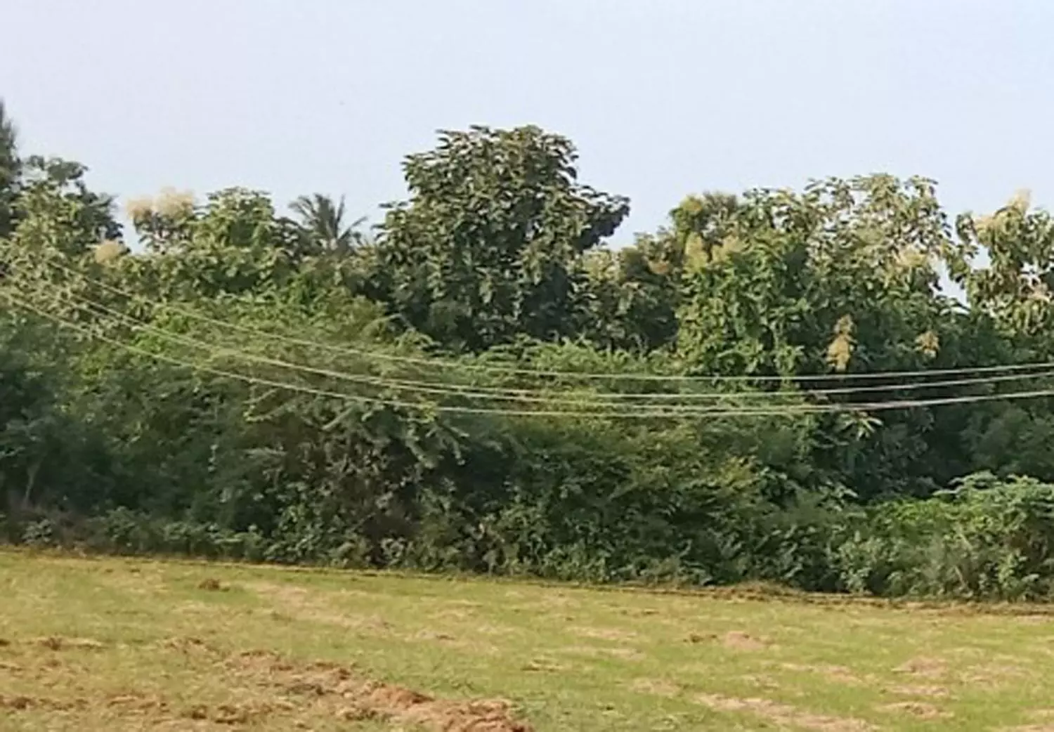 கைக்கு எட்டும் உயரத்தில் மின்கம்பிகள் கைக்கு எட்டும் உயரத்தில் மின்கம்பிகள்