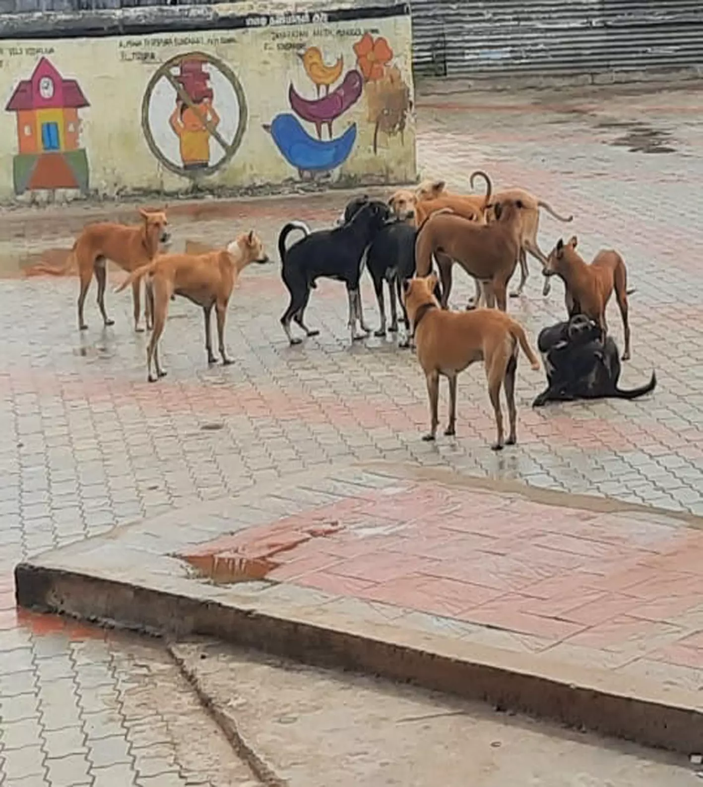 நாய்கள் தொல்லை நாய்கள் தொல்லை