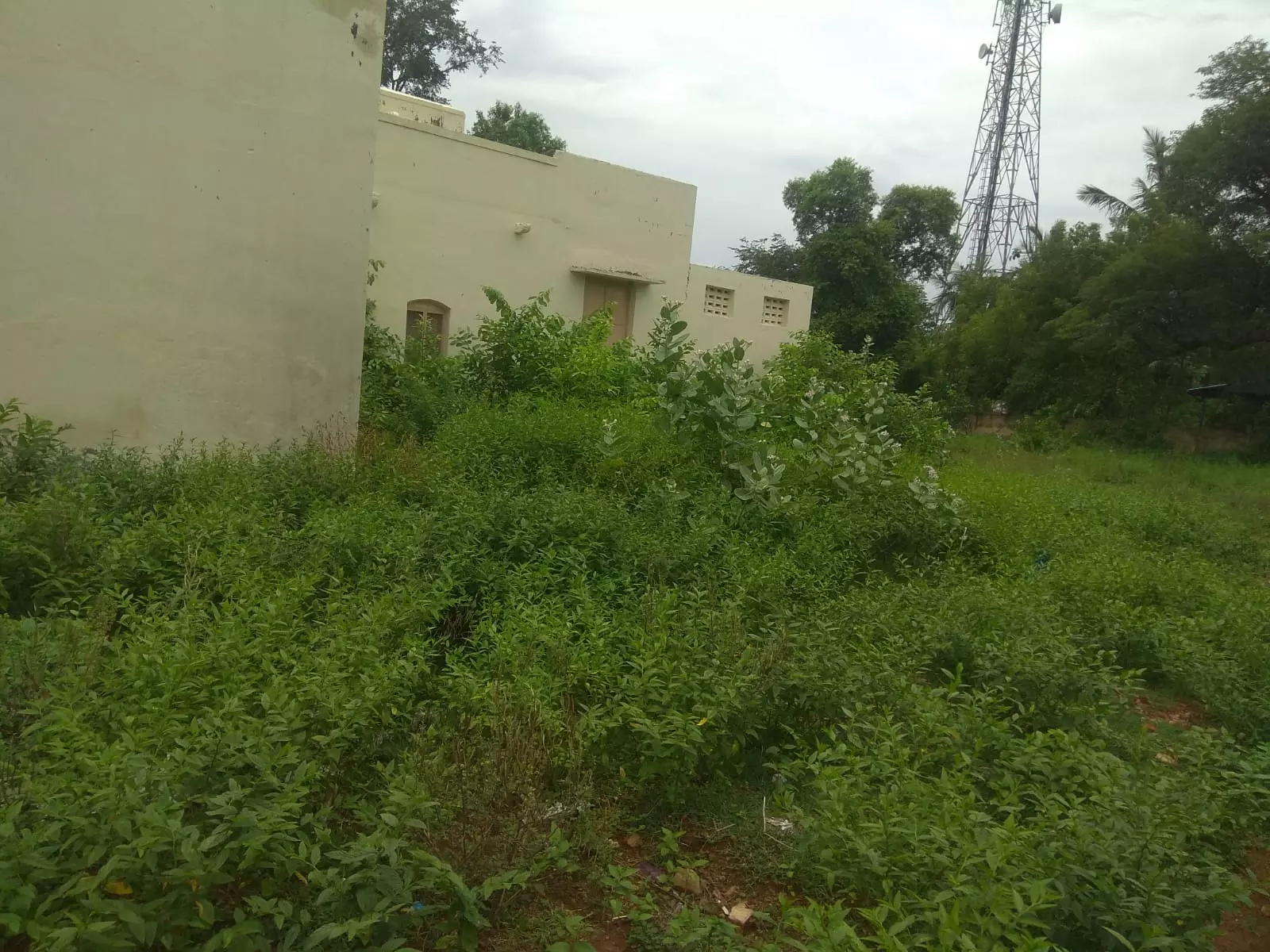 செடி, கொடிகள் அகற்றப்படுமா? செடி, கொடிகள் அகற்றப்படுமா?