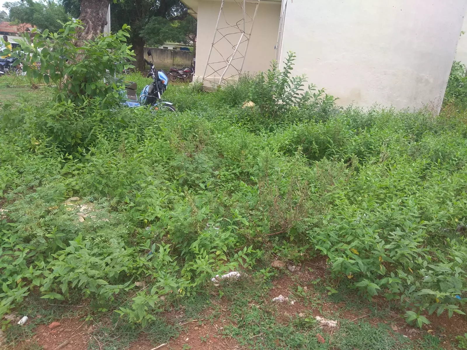 செடி, கொடிகள் அகற்றப்படுமா? செடி, கொடிகள் அகற்றப்படுமா?