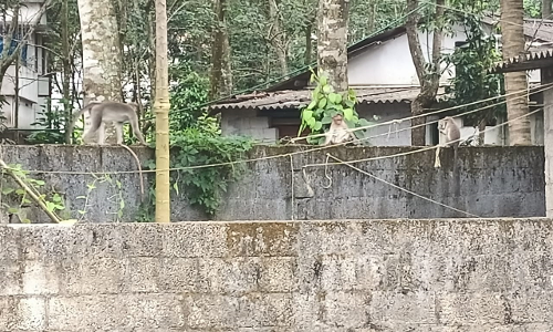 குரங்குகள் தொல்லை