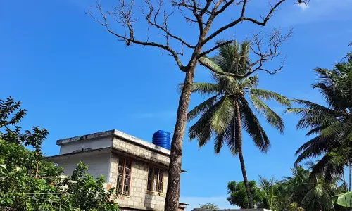 பட்ட மரத்தை அகற்ற வேண்டும்