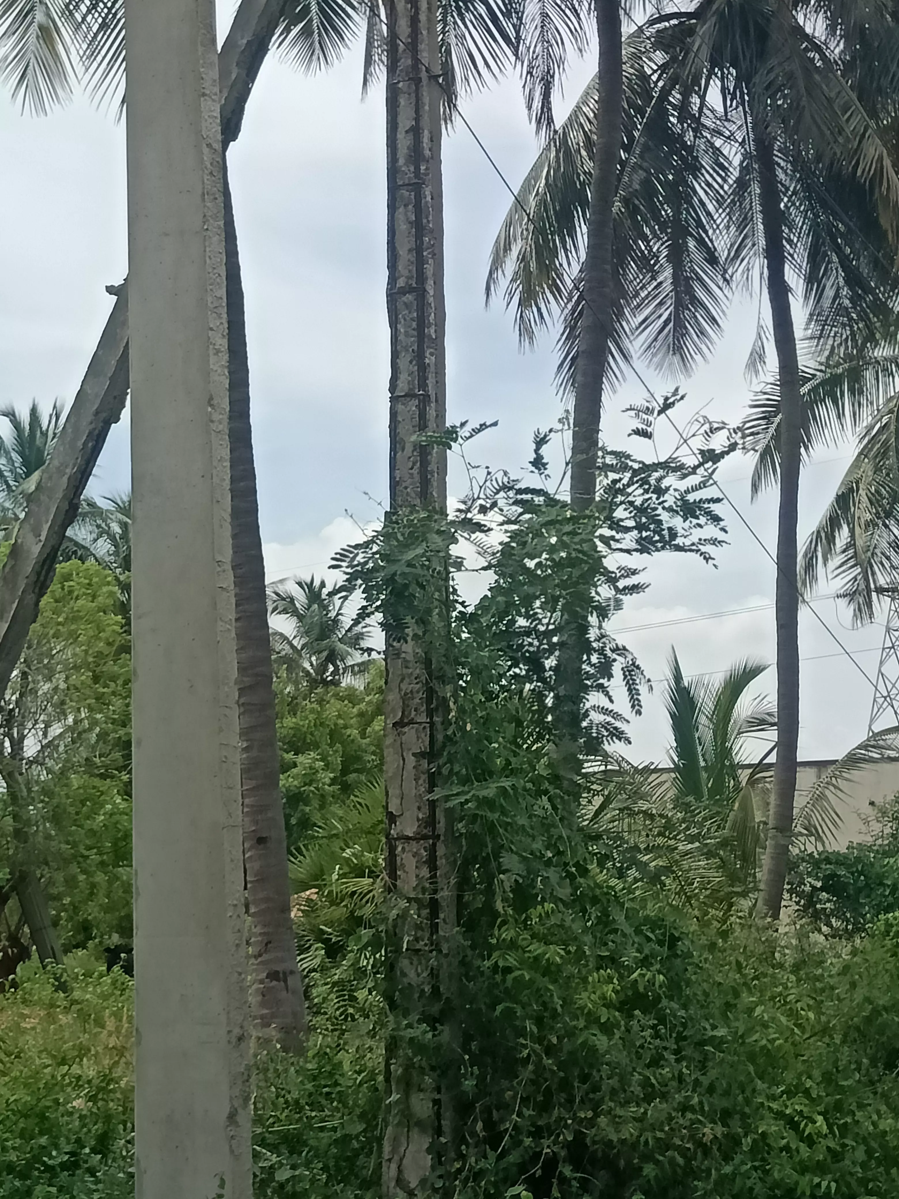 எலும்புகூடான மின்கம்பம் எலும்புகூடான மின்கம்பம்