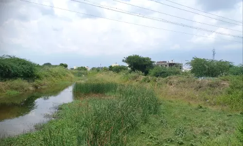 புதர் மண்டி கிடக்கும் கால்வாய்
