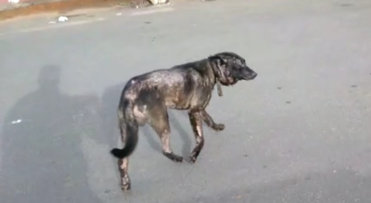 காயத்துடன் சுற்றும் தெருநாய்