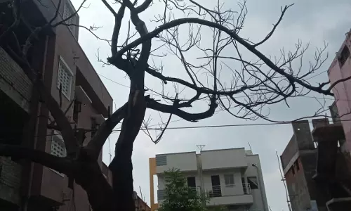 பட்டுப்போன மரம் வெட்டப்படுமா?