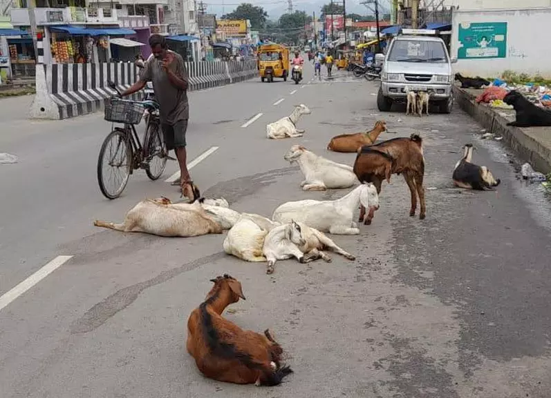 ஆடுகளால் போக்குவரத்துக்கு இடையூறு ஆடுகளால் போக்குவரத்துக்கு இடையூறு