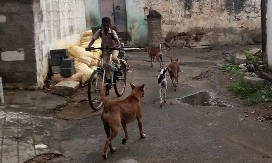 தெருநாய்கள் தொல்லை