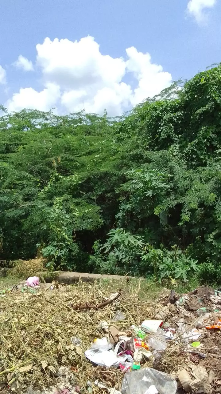 கருவேல மரங்கள் அகற்றப்படுமா?