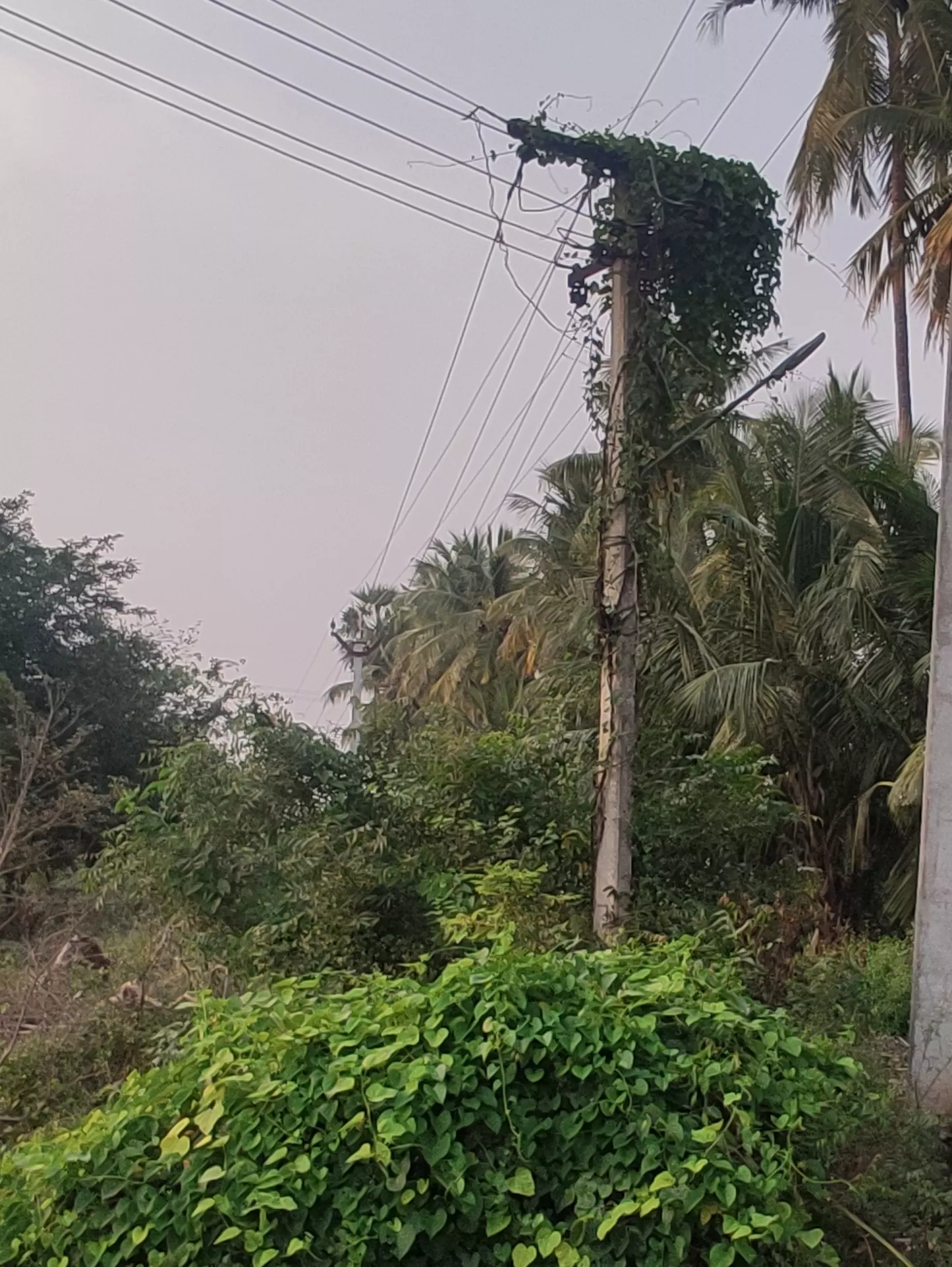 மின்கம்பத்தில் படர்ந்த செடிகள்