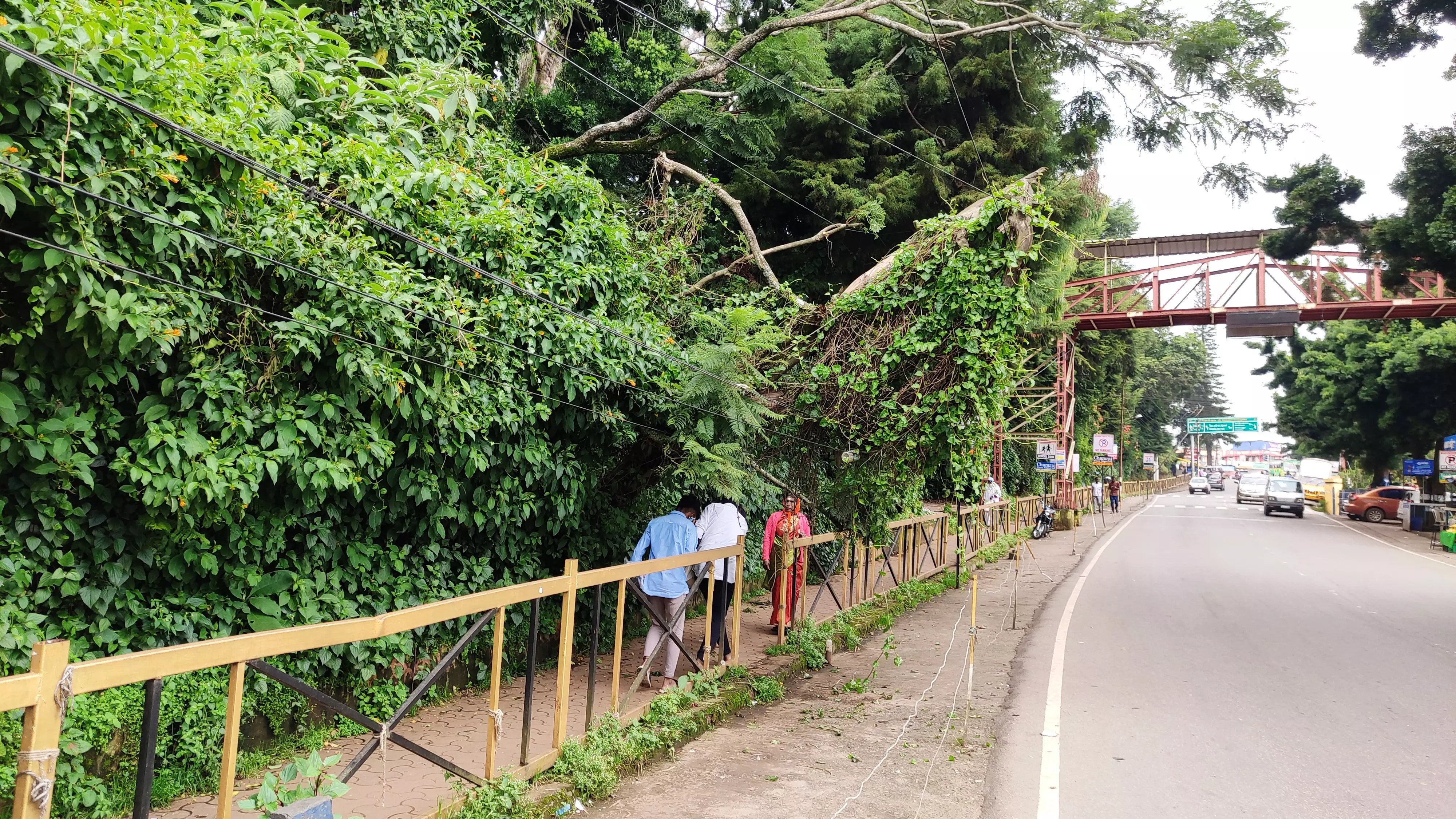 சரிந்து விழுந்த மரத்தை அகற்ற வேண்டும்
