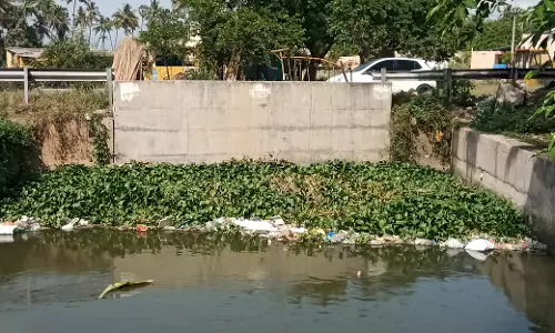 ஆகாய தாமரைகளை அகற்ற கோரிக்கை